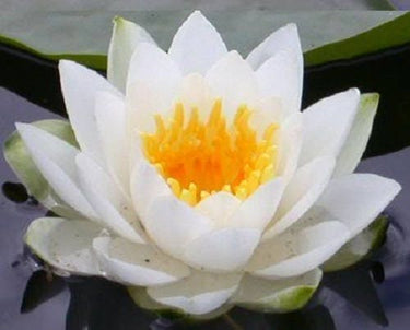 10 WHITE WATER LILY / Lily Pad / Sacred Asian Water Lotus Nymphaea Ampla Flower Seeds